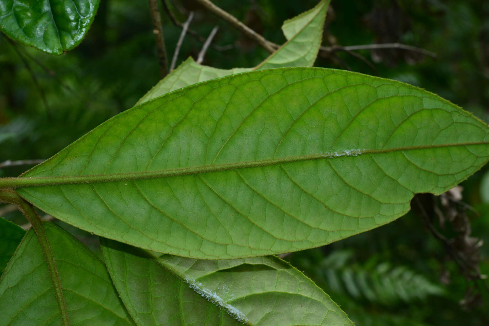 Image of Symplocos cochinchinensis subsp. cochinchinensis