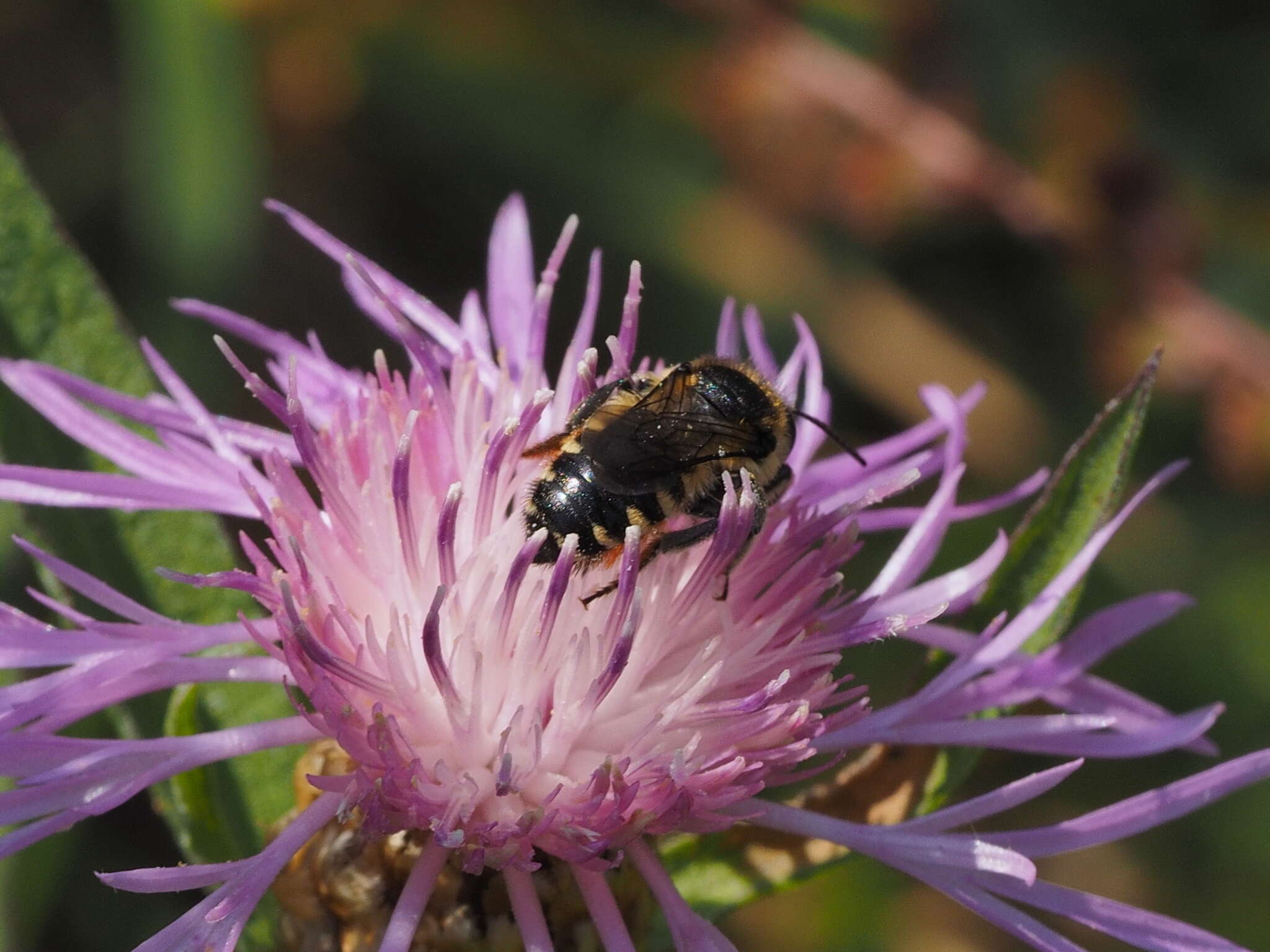 Image of Megachile octosignata Nylander 1852