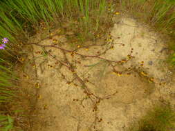 Image of Hermannia pinnata L.