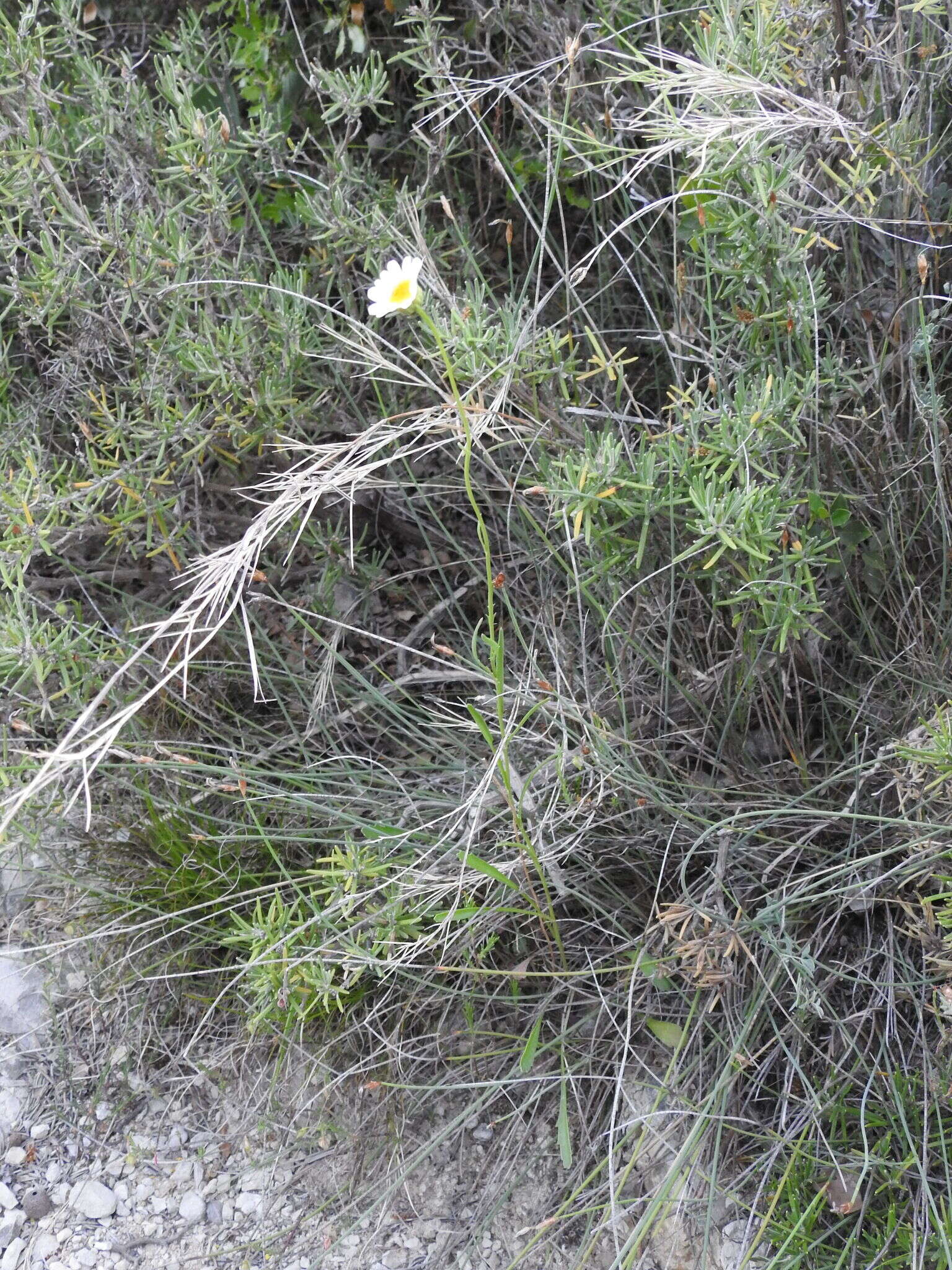 Image of Leucanthemum graminifolium (L.) Lam.