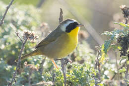 Geothlypis trichas (Linnaeus 1766) resmi