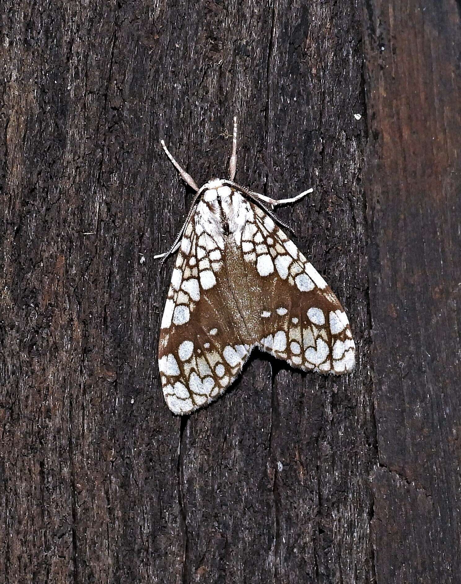 Image of Tessella jorgenseni Schaus 1921