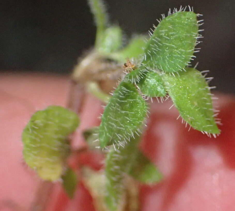 Image of Crassula peculiaris (Tölken) Tölken & Wickens