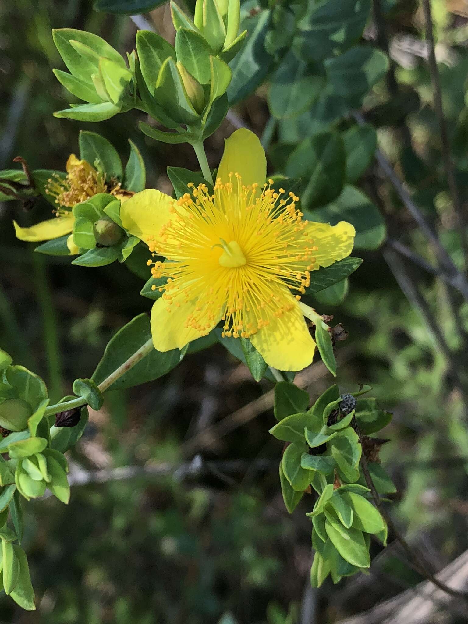 Image of Myrtle-Leaf St. John's-Wort