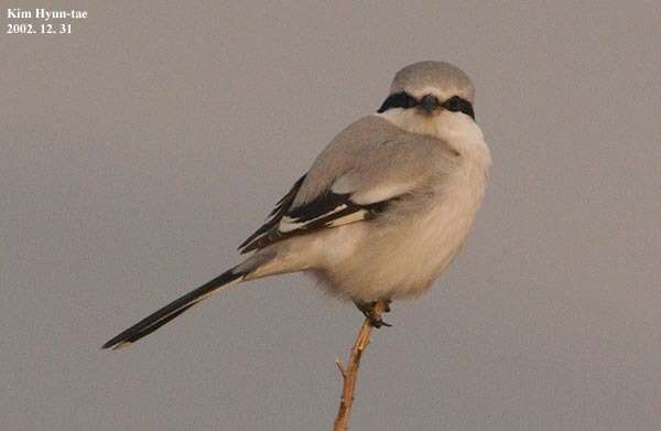 Image of Chinese Grey Shrike