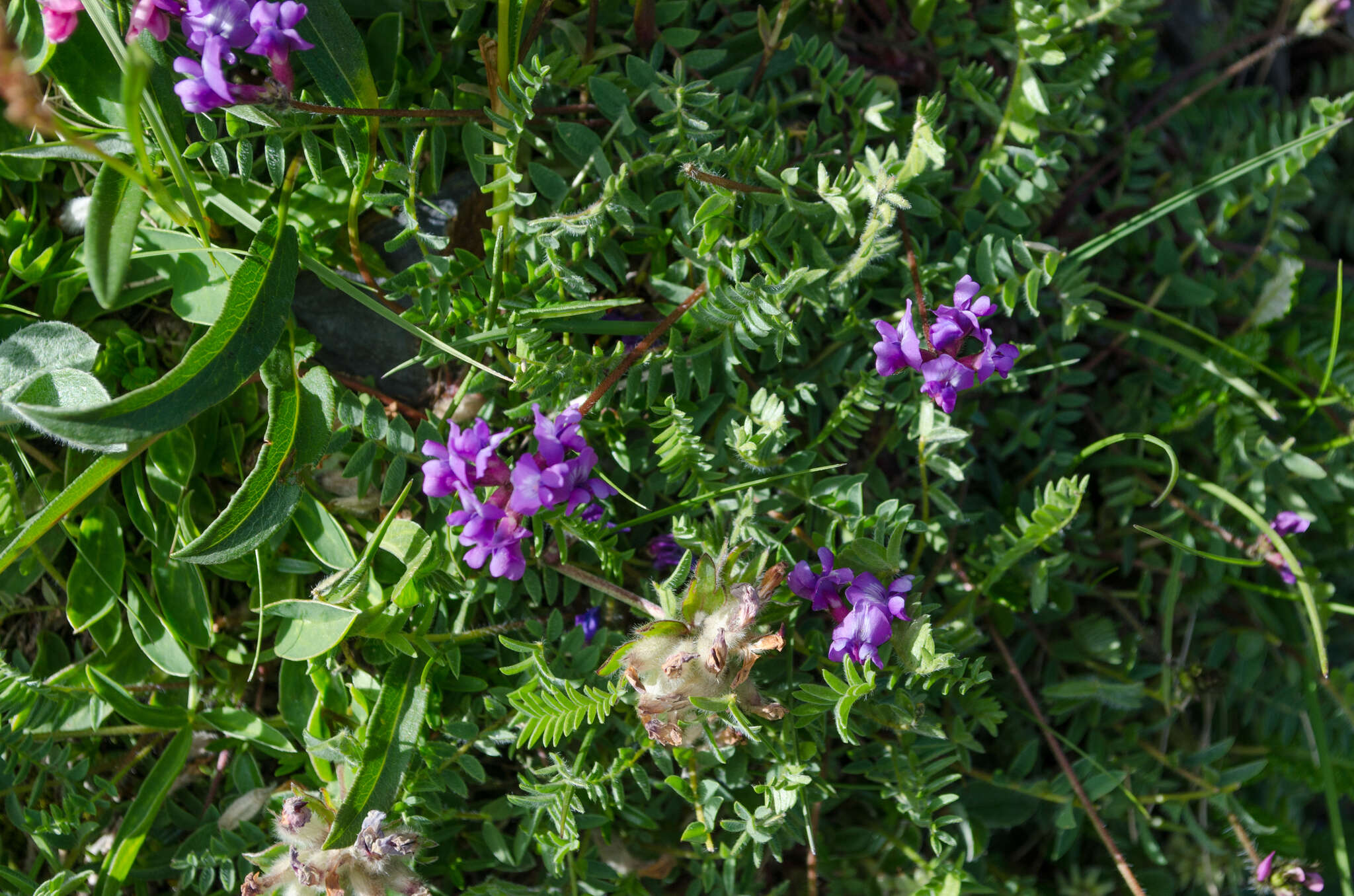 Image of Oxytropis neglecta Ten.