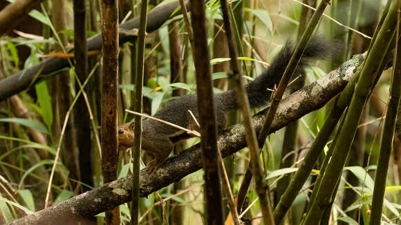 Image of Kinabalu Squirrel