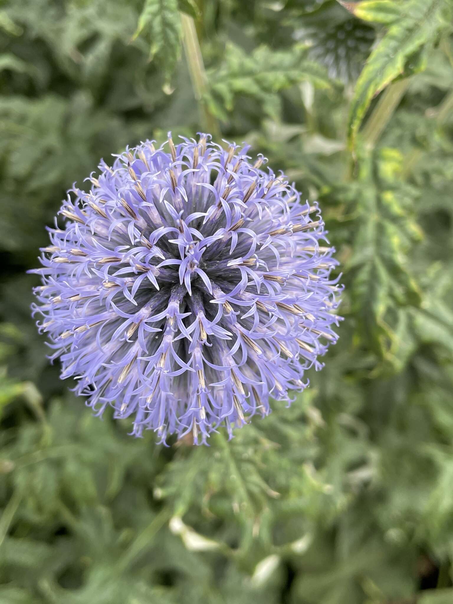 Image of Echinops bannaticus Rochel ex Schrad.