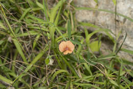 Image of Lathyrus blepharicarpus Boiss.