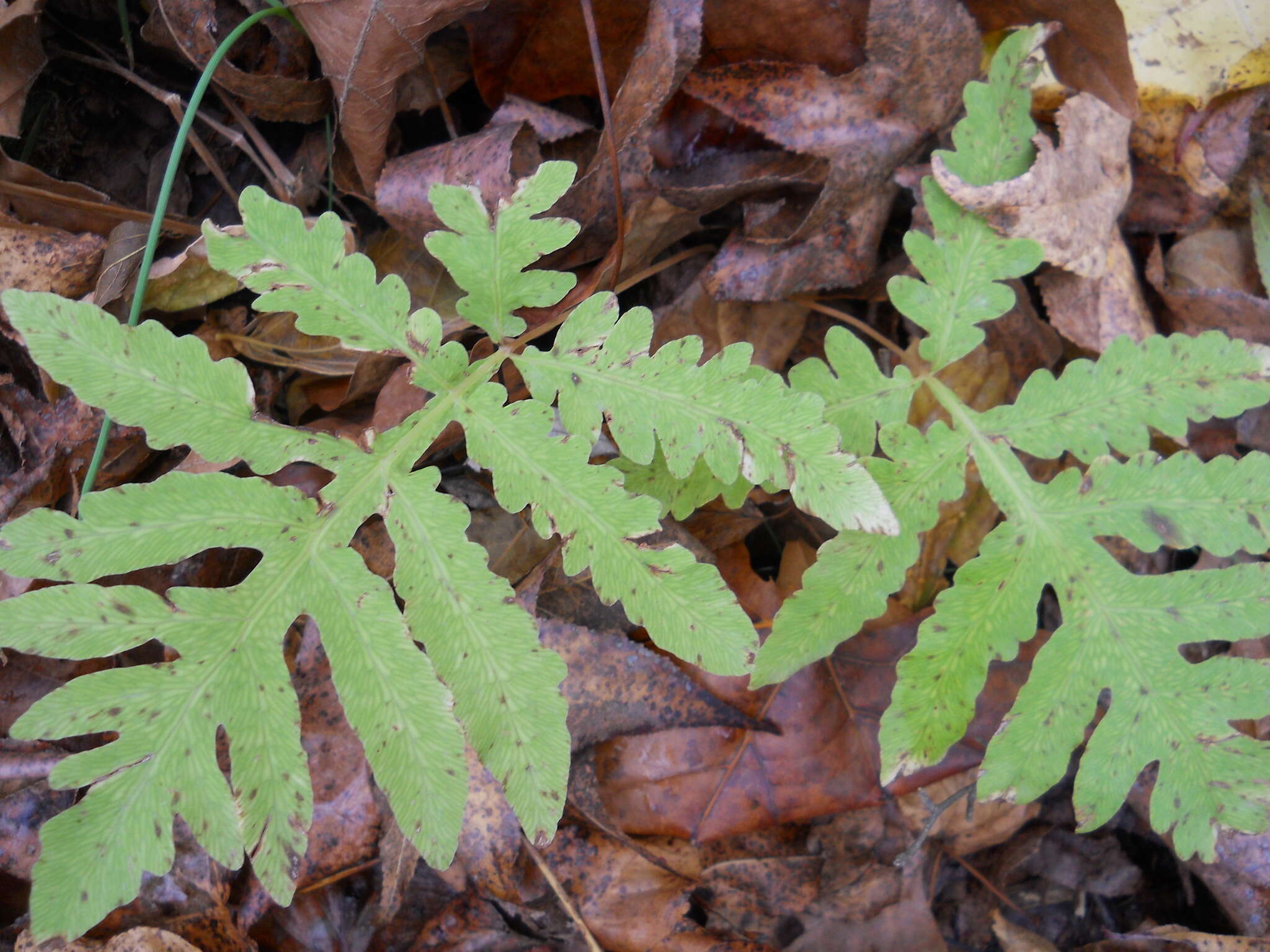 Image of sensitive fern