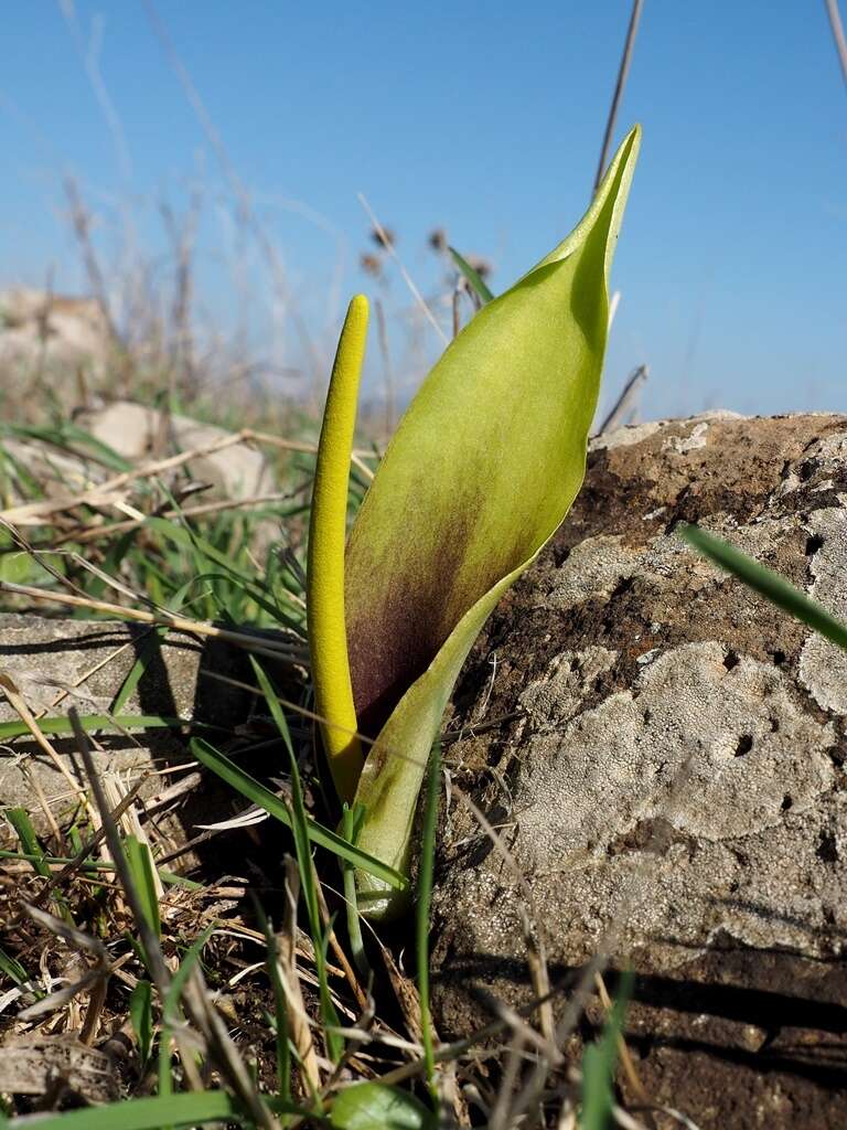 Image of Biarum auraniticum Mouterde