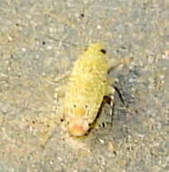 Image of Cotton Fleahopper