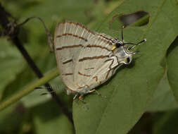 Image of Hemiolaus caeculus (Hopffer 1855)