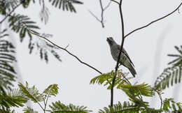 Image of Bar-bellied Cuckoo-shrike