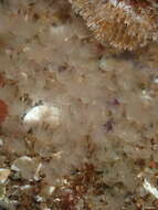 Image of white colonial phoronid