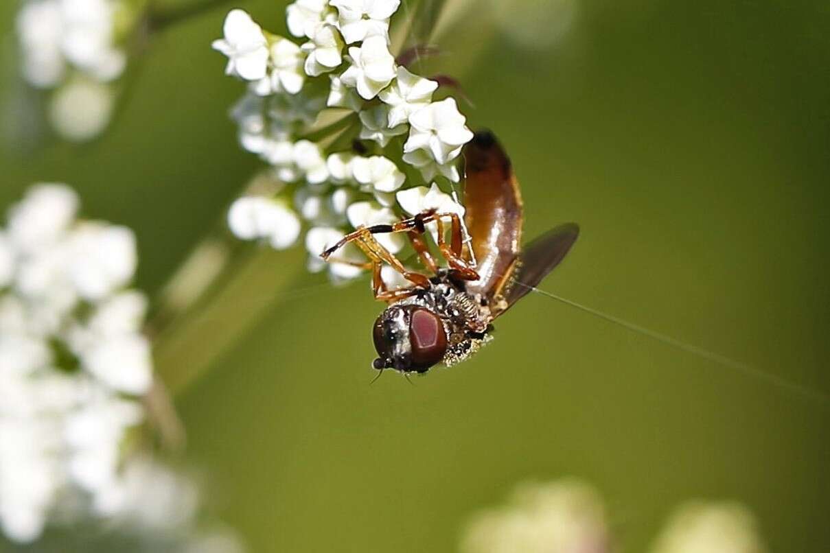 Image of Platycheirus quadratus (Say 1823)