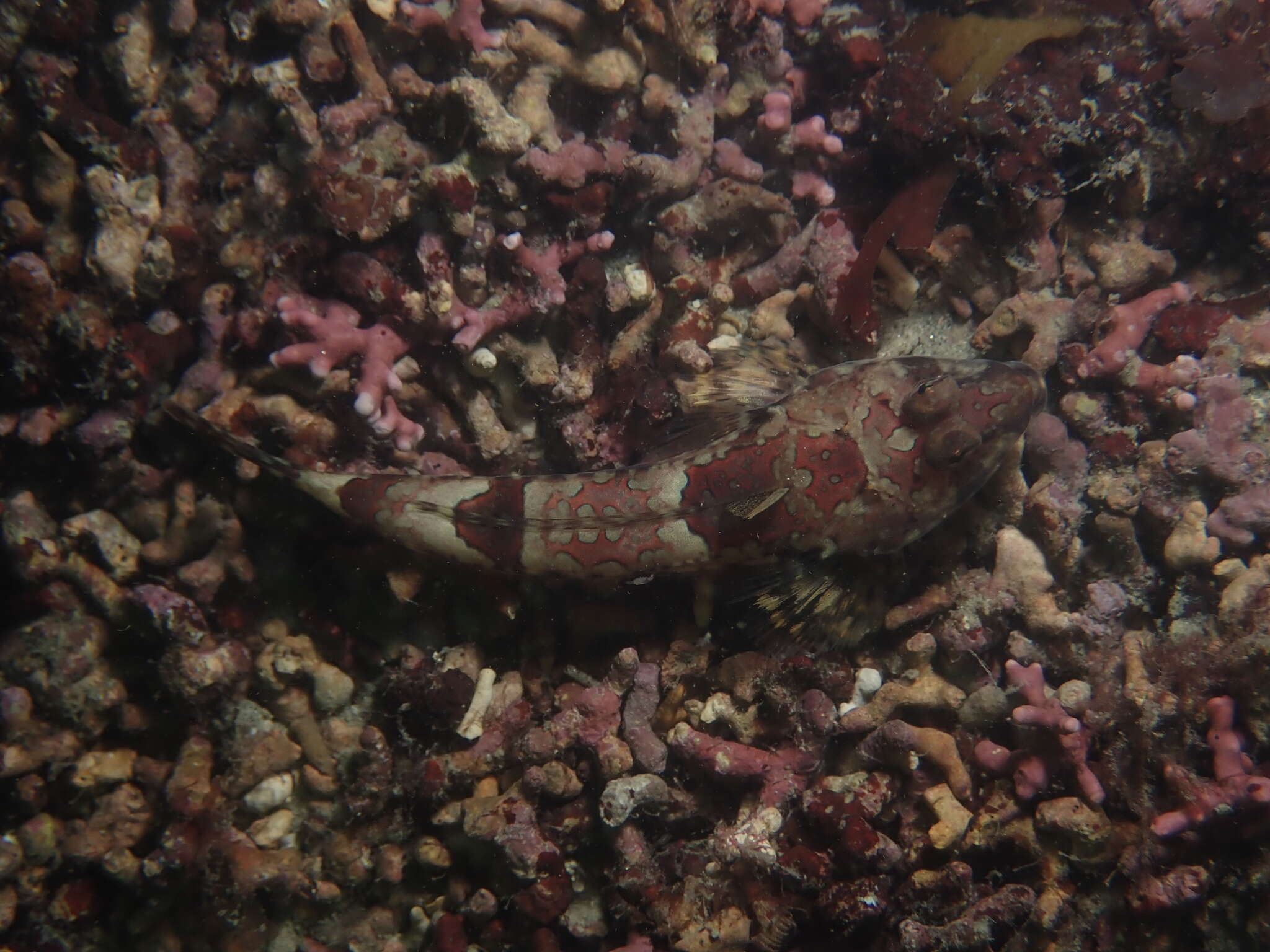 Image of Common Dragonet