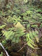 Plancia ëd Dryopteris unidentata (Hook. & Arn.) C. Chr.