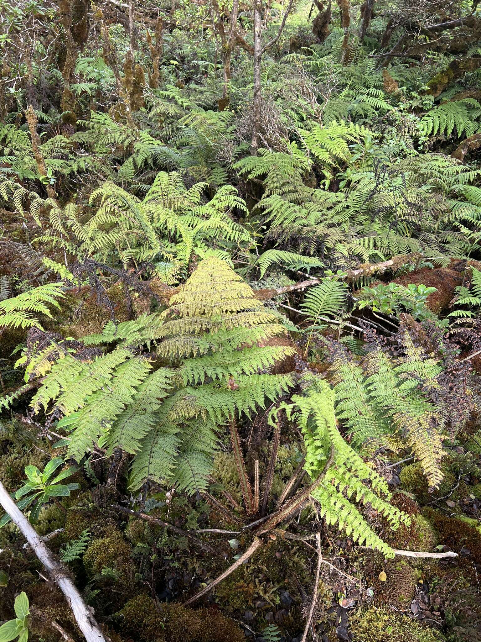 Imagem de Dryopteris unidentata (Hook. & Arn.) C. Chr.