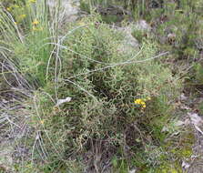 Plancia ëd Hakea stenocarpa R. Br.