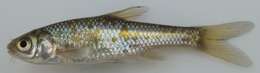 Image of Straightfin Barb