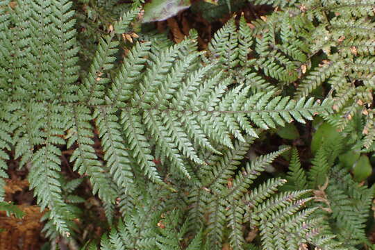 Image of Dicksonia lanata subsp. lanata