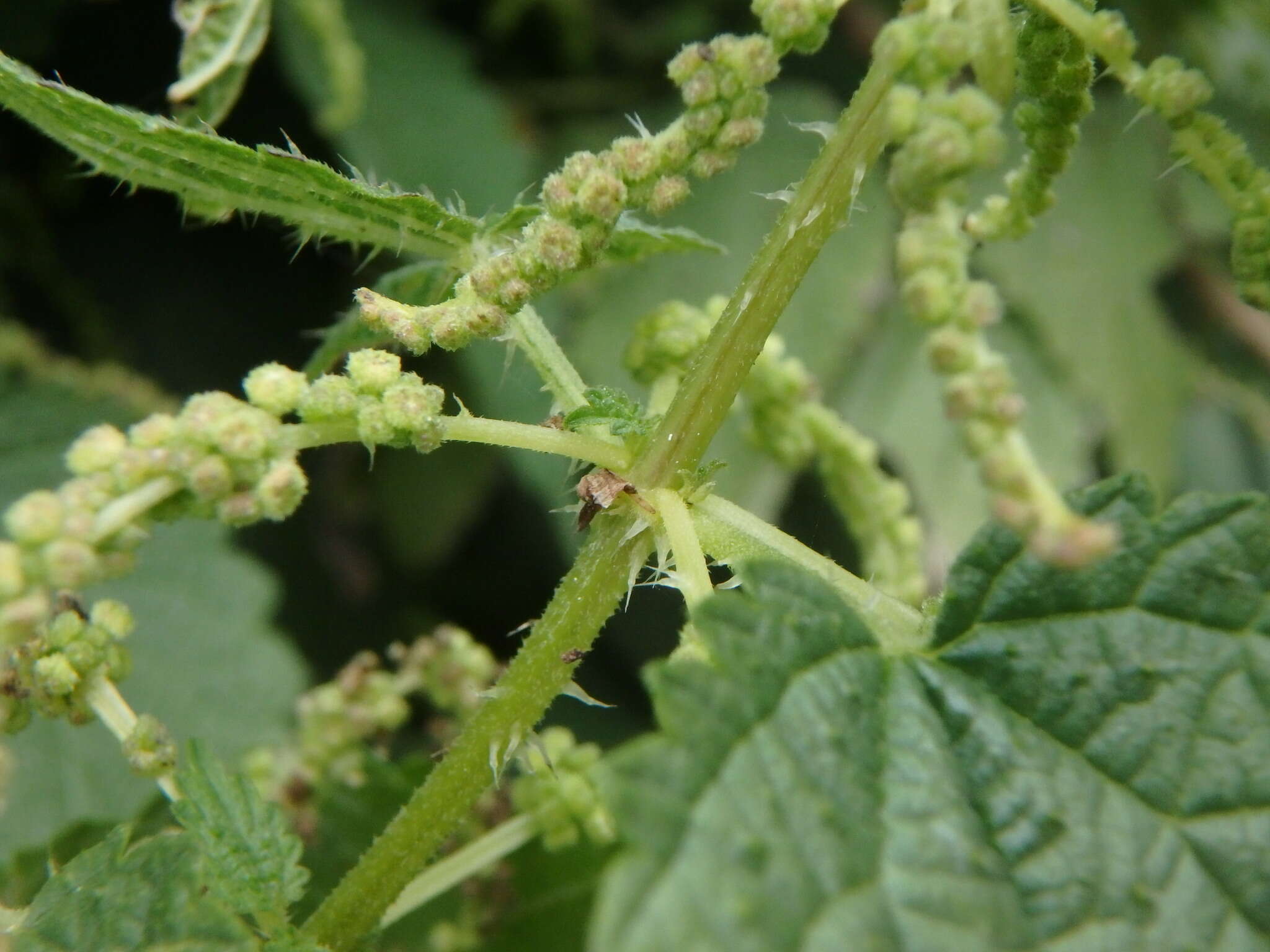 Image of Urtica morifolia Poir.