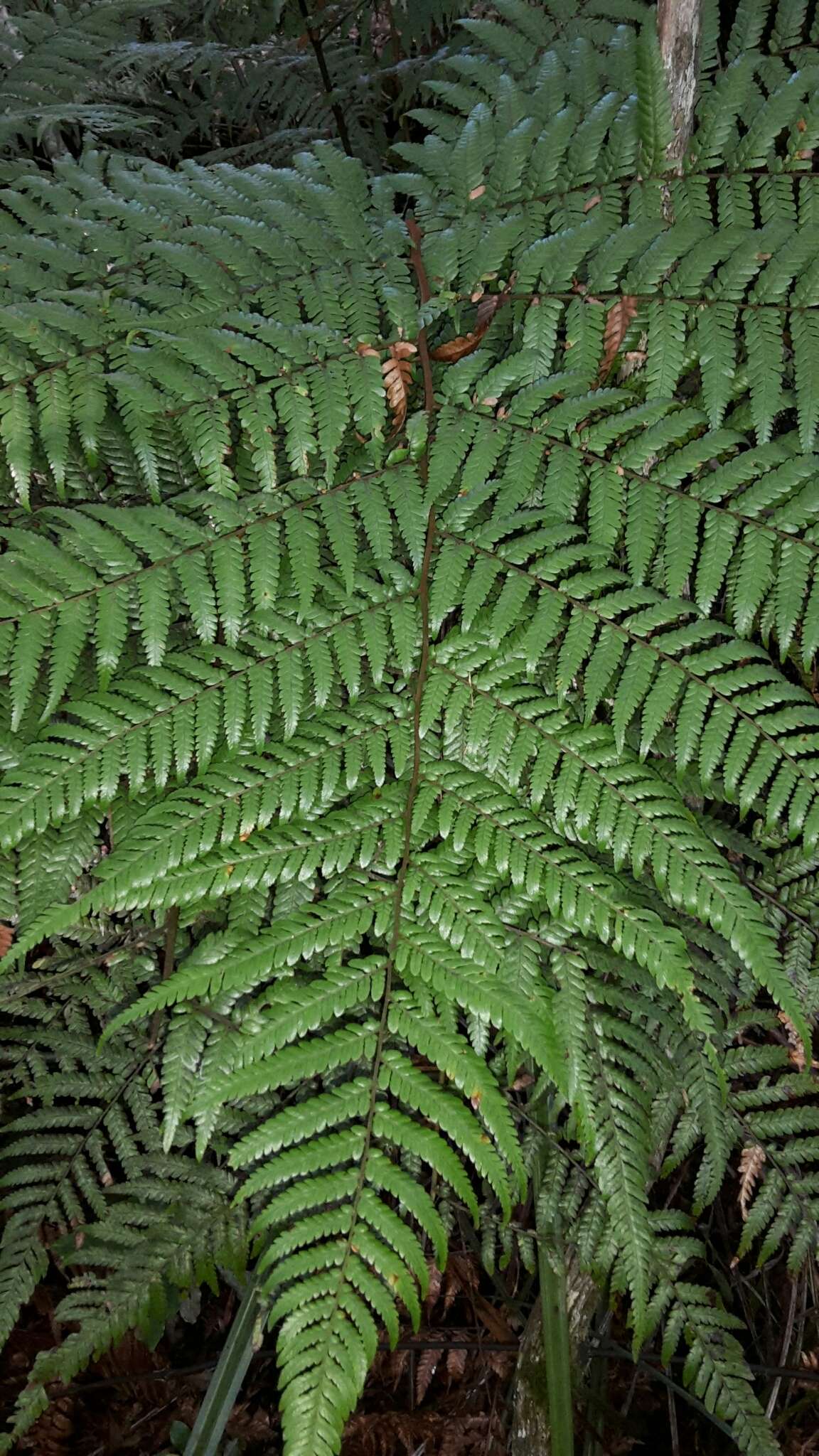 Image of Dicksonia lanata Col.