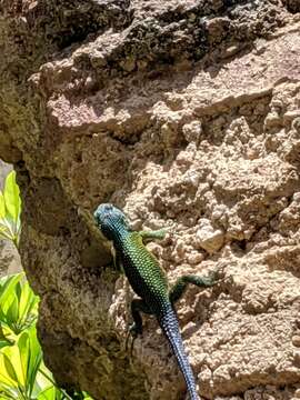 Image of Sceloporus smaragdinus Bocourt 1873