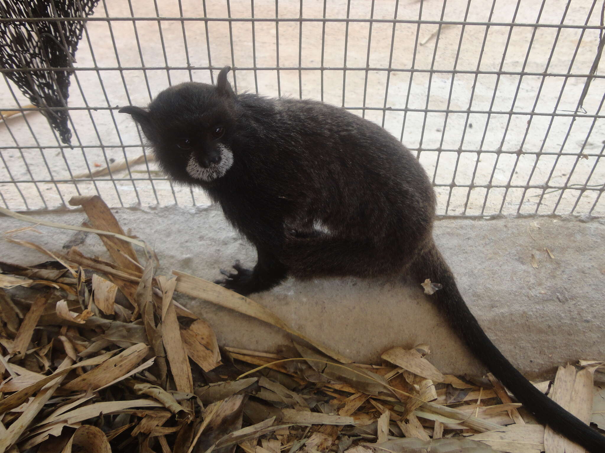 Image of Black-mantled tamarin