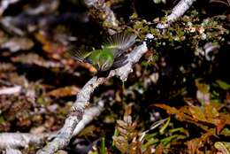 Acanthisitta chloris granti Mathews & Iredale 1913 resmi