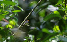 Image of Black-and-white Tody-Flycatcher