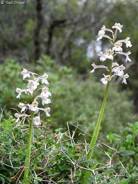 Image of Anacamptis israelitica (H. Baumann & Dafni) R. M. Bateman, Pridgeon & M. W. Chase