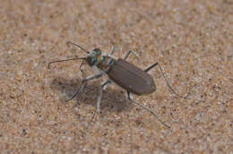 Image of Cicindela (Cicindela) hirticollis rhodensis Calder 1916