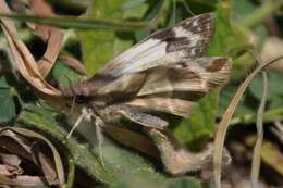 Imagem de Heliopetes laviana laviana