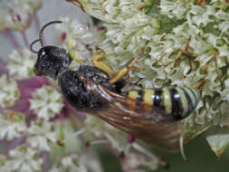 Image of Lestica clypeata (Schreber 1759)