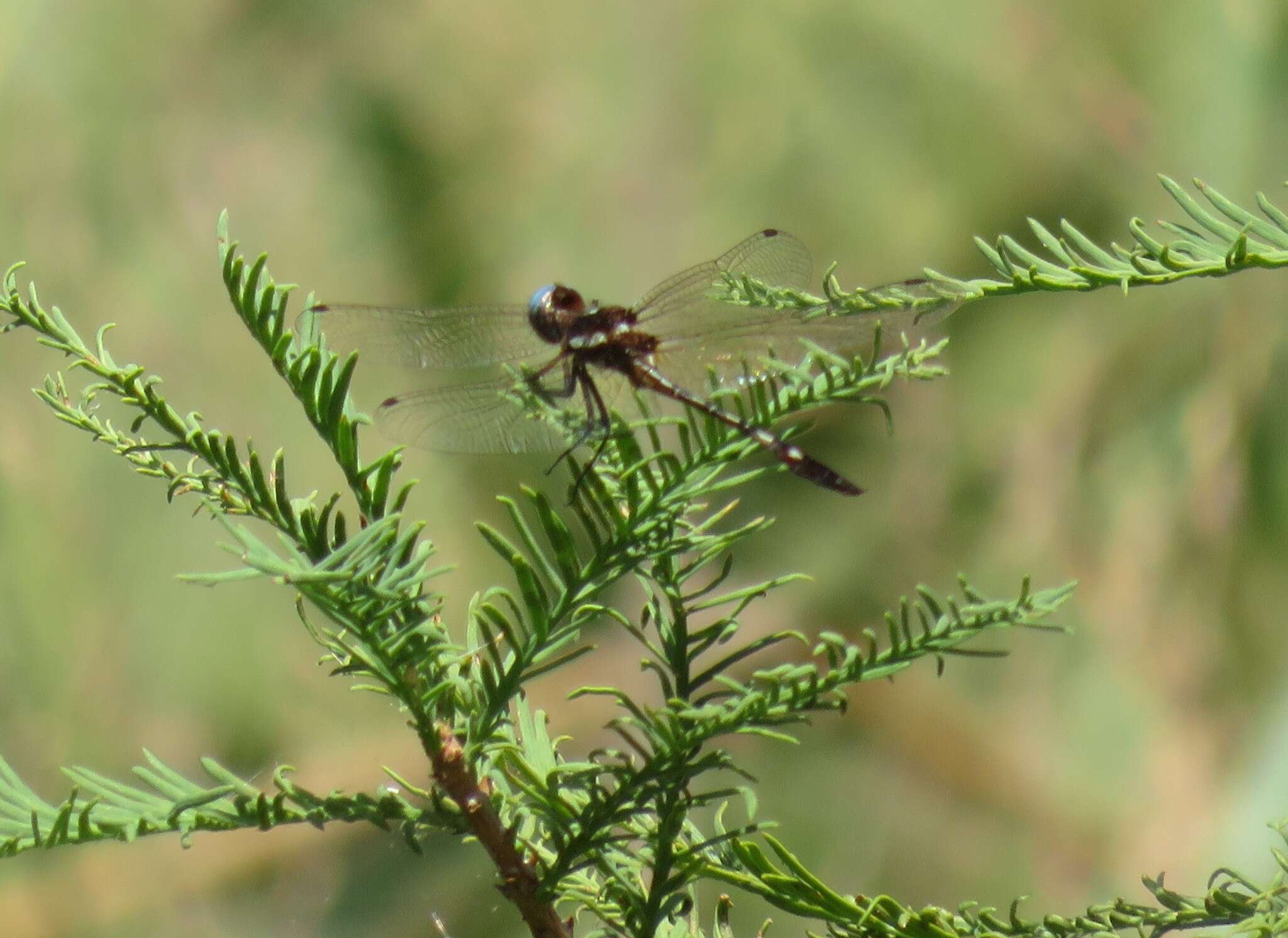 Image of Macrothemis imitans Karsch 1890