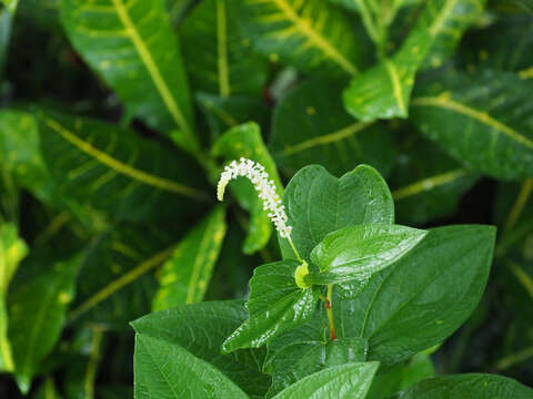 Imagem de Saururus chinensis (Lour.) Baill.