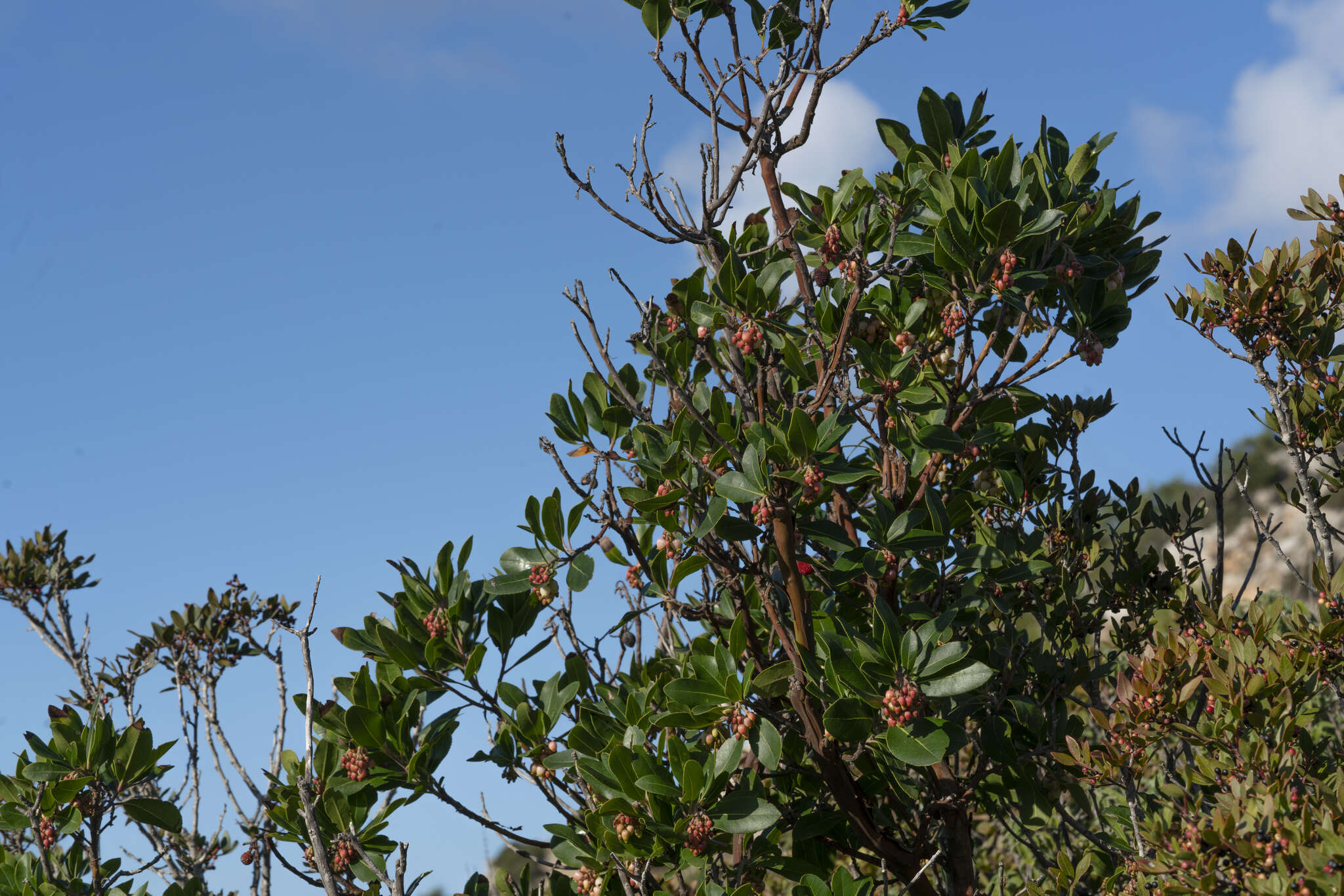 Слика од Arbutus andrachnoides Link