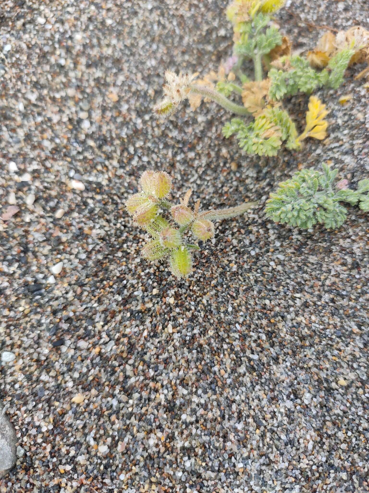 Daucus pumilus (L.) Hoffm. & Link resmi