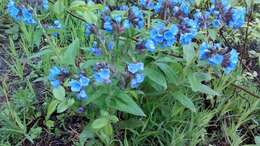 Image of Pulmonaria mollis Hornem.