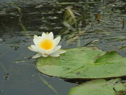 Image de Nénuphar Blanc