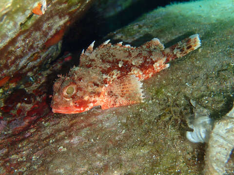 Image of Red Scorpionfish