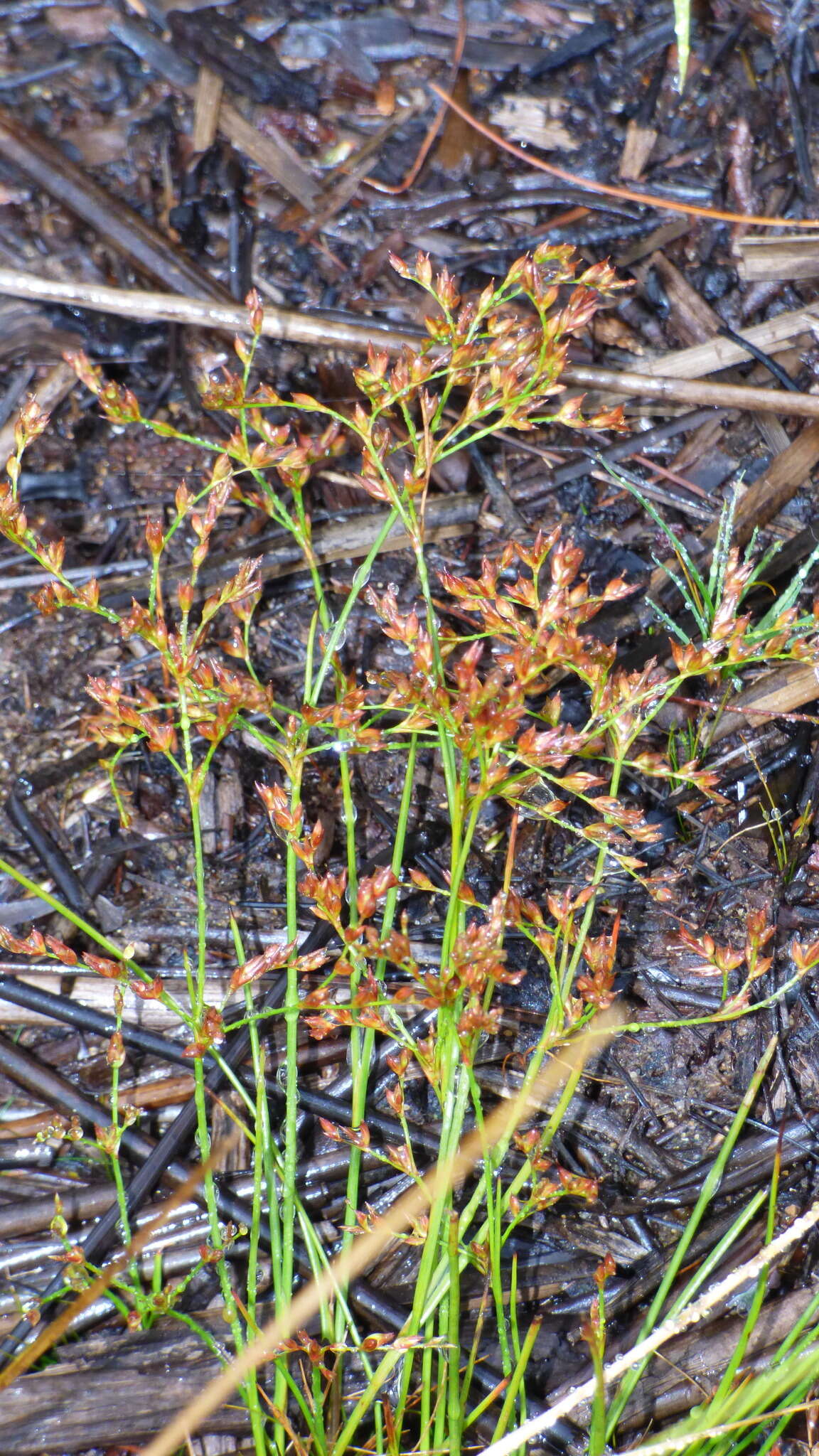 Image of brownfruit rush