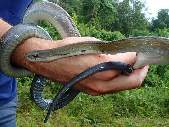 Image of Black Copper Rat Snake