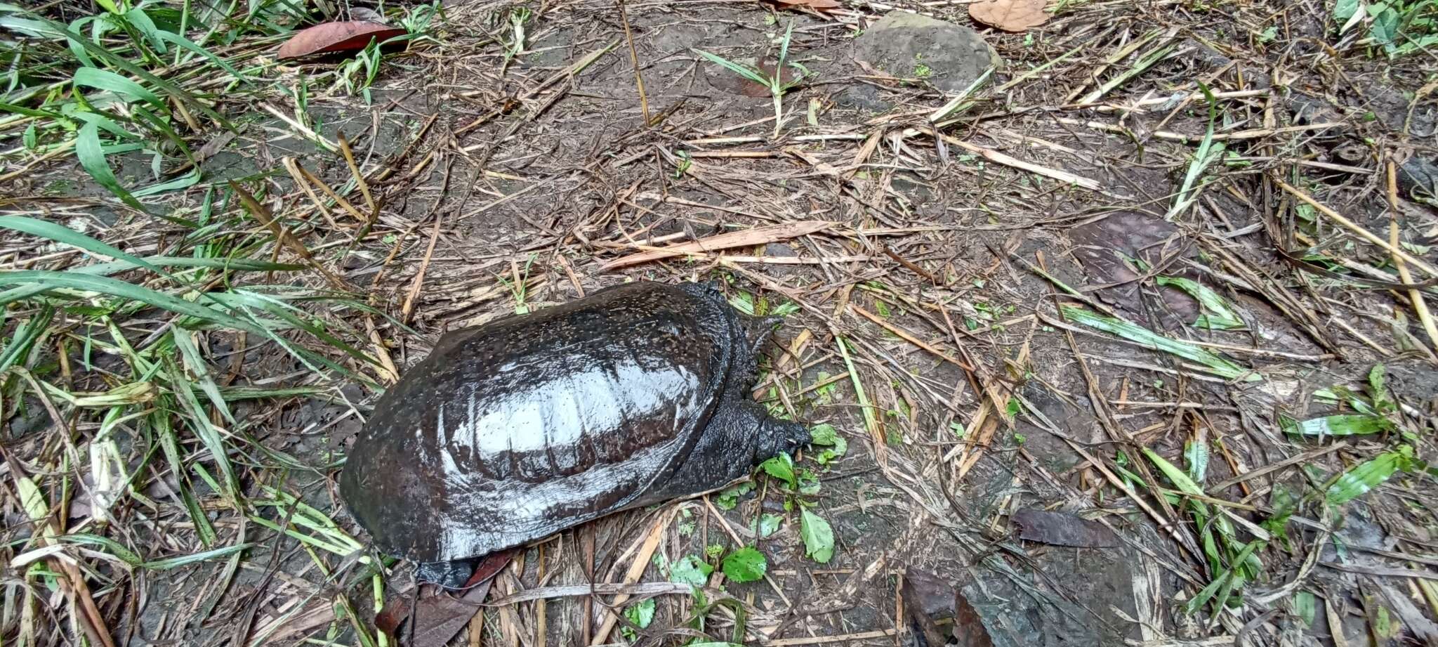 Image of Malayan Soft-shelled Turtle