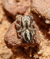 Image of Habronattus conjunctus (Banks 1898)