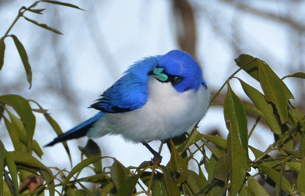 Image of Cyanolanius Bonaparte 1854