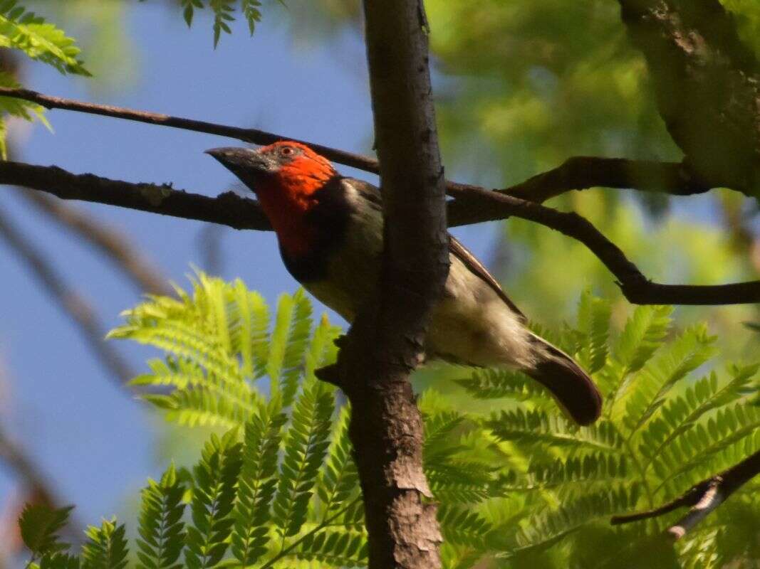 Image of Black-collared Barbet