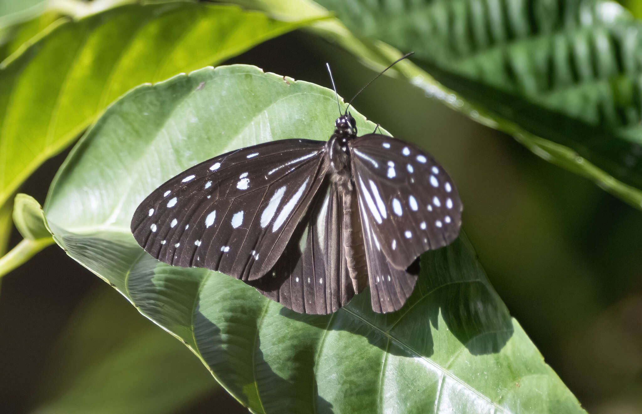 Image of Ideopsis juventa curtisi (Moore 1883)